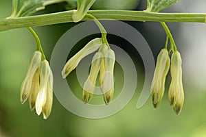 Solomon seal Polygonatum odoratum