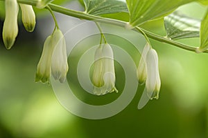 Solomon seal Polygonatum odoratum