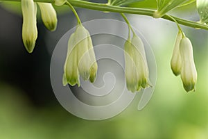 Solomon seal Polygonatum odoratum