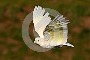 Solomons cockatoo, Cacatua ducorpsii, flying white exotic parrot, bird in the nature habitat, action scene from wild, Australia.