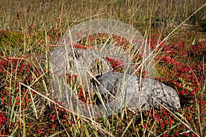 Solovki berries, Solovki