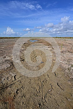 Solution hole holding scarce water in drought in Everglades National Park.