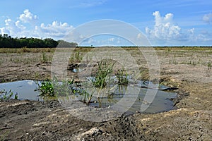 Solution hole holding scarce water in drought in Everglades National Park.