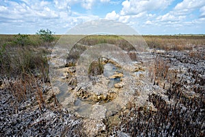 Solution holes in limestone exposed after prescribed fire in Everglades.