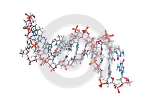 Solution-state structure of dna dodecamer duplex containing a cis-syn thymine cyclobutane dimer. Molecular model photo