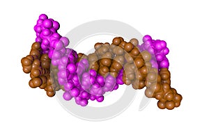 Solution-state structure of dna dodecamer duplex containing a cis-syn thymine cyclobutane dimer. Rendering with photo