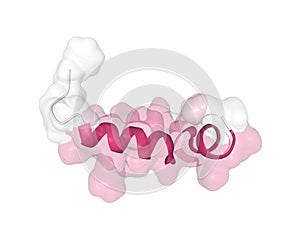 Solution structure of human hormone orexin-B