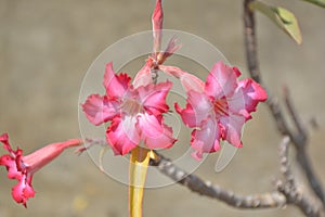 Somalense adenium flower