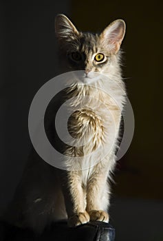Somali cat photo