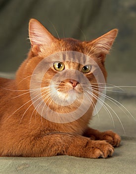 Somali cat