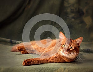 Somali cat