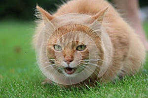 Somali cat