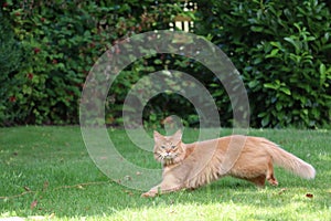 Somali cat