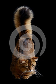 Somali cat on black background