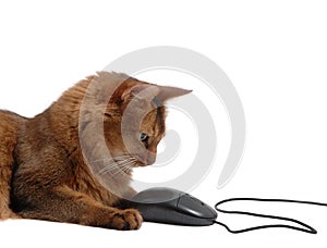 Somali cat with black computer mouse, isolated