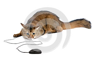 Somali cat with black computer mouse, isolated