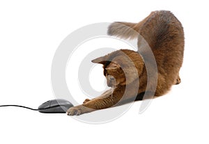 Somali cat with black computer mouse, isolated