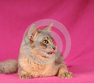 Somali cat blue color with tongue