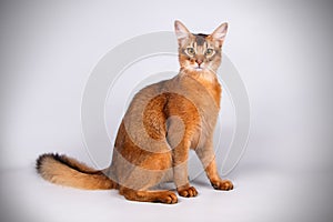 Somali cat on colored backgrounds