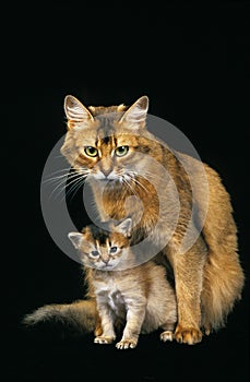 SOMALI CAT, FEMALE WITH KITTEN