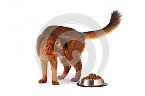 Somali cat with full bowl isolated on white