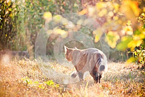 Somali cat hunting