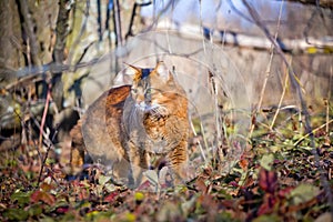 Somali cat hunting