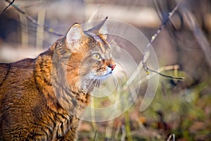 Somali cat hunting