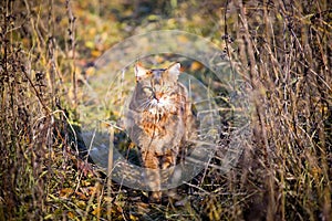 Somali cat hunting