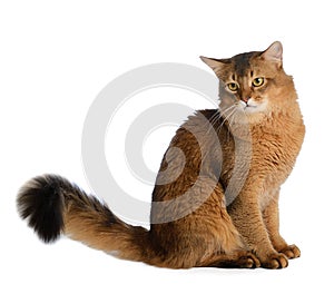 Somali cat isolated on white background