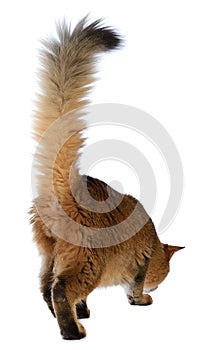 Somali cat isolated on white background