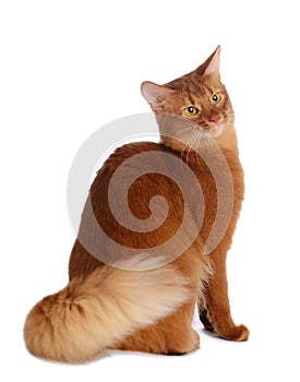 Somali cat isolated on white background