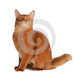 Somali cat isolated on white background