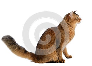 Somali cat isolated on white background