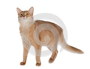 Somali cat isolated on white background