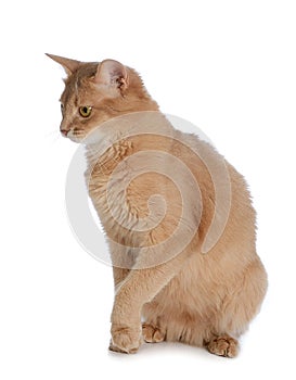 Somali cat isolated on white background