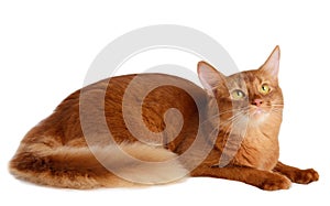 Somali cat isolated on white background