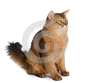 Somali cat isolated on white background