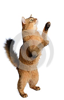 Somali cat isolated on white background