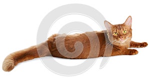 Somali cat isolated on white background