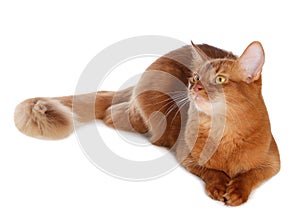 Somali cat isolated on white background