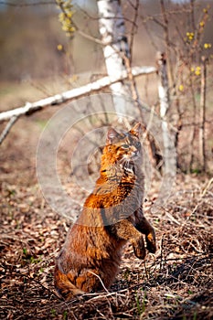 Somali cat outdoor