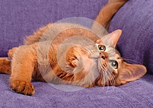 Somali cat playing on the sofa