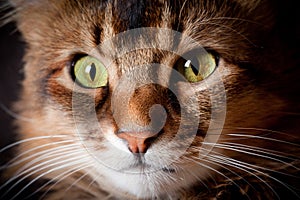 Somali cat portrait