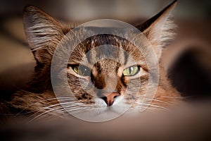 Somali cat portrait