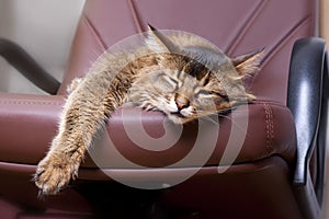 Somali cat portrait