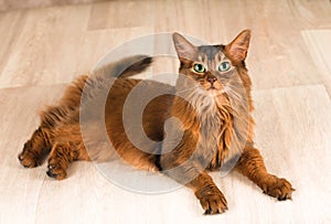 Somali cat portrait