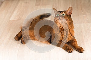 Somali cat portrait