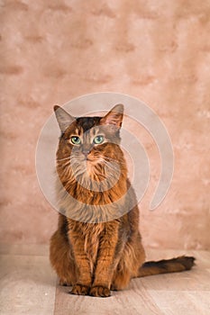 Somali cat portrait