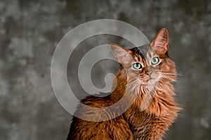 Somali cat portrait